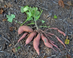 ZAVRŠNI JESENSKI RADOVI U VRTU PODRUČNOG OBJEKTA - VAĐENJE BATATA